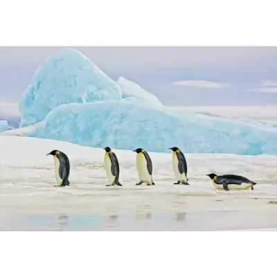 Obraz Penguins